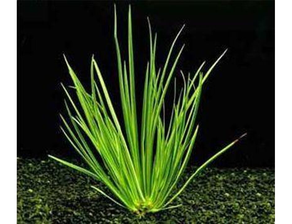 Acorus decoratus - Topf