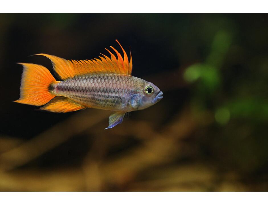 Apistogramma cacatuoides orange - Orangener Kakadu-Zwergbuntbarsch 3-4cm