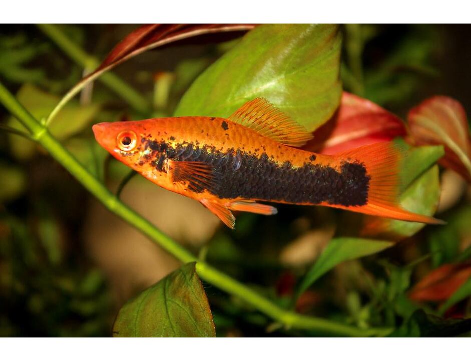 Xiphophorus helleri  Tuxedo - Tuxedo Schwertträger 4-5cm