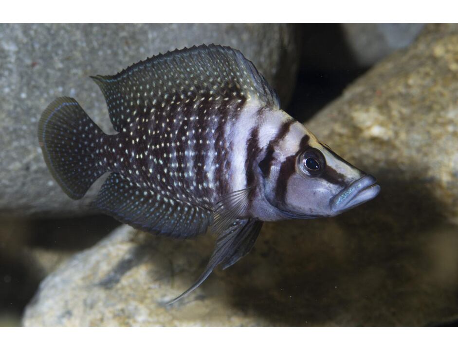Altolamprologus calvus - Perlhuhn-Tanganjikasee-Buntbarsch 2,5-3 cm