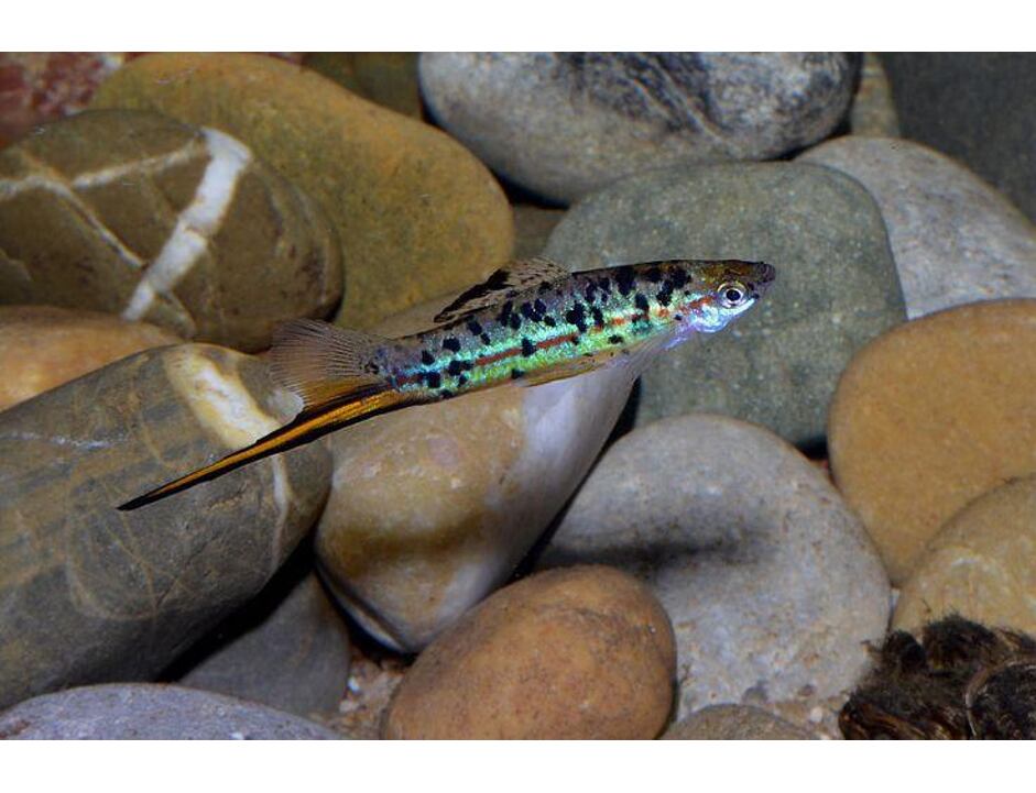 Xiphophorus helleri guentheri - Grüner Schwertträger 3-4 cm