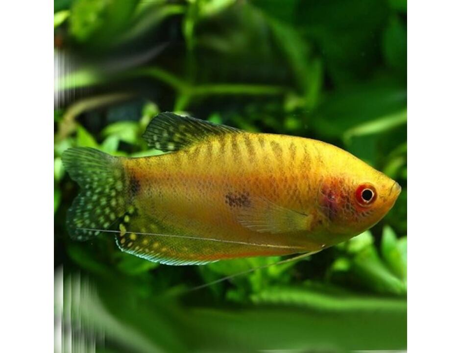 Trichopodus trichopterus Gold - Goldener Fadenfisch 4-5 cm