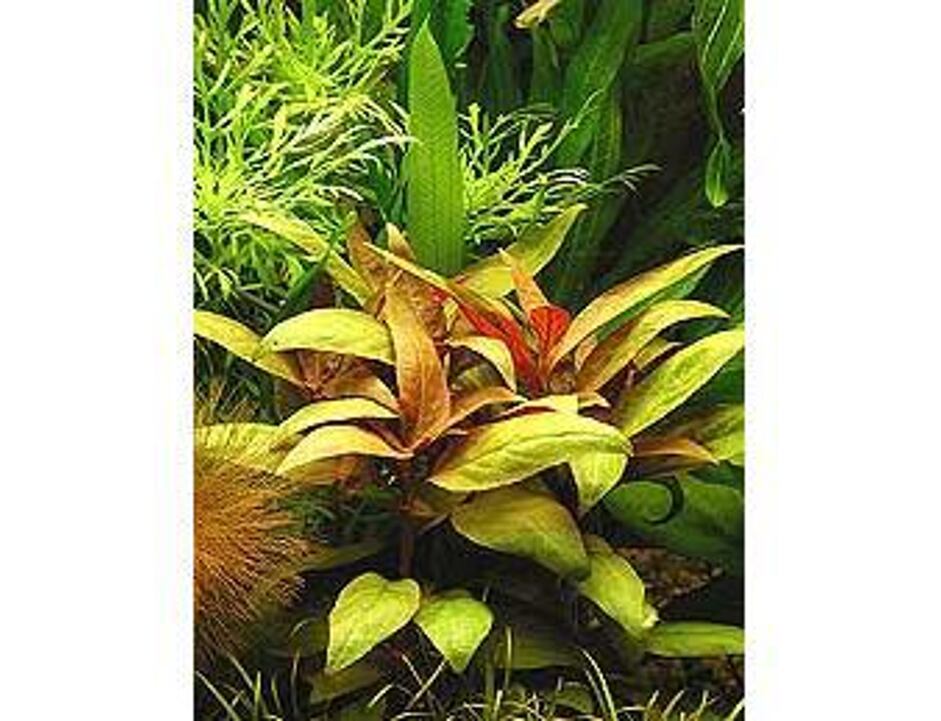Alternanthera Lilacina - Topf