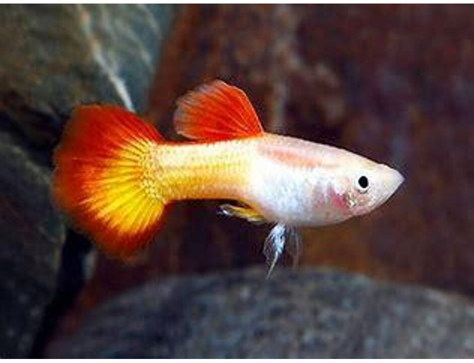 Poecilia reticulata Micariff Sunset - Guppy Paar Grade A 3-4 cm