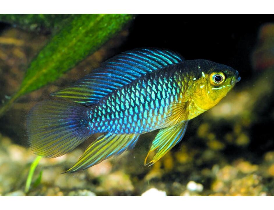 Apistogramma borellii - Gelber Zwergbuntbarsch 2,5-3cm
