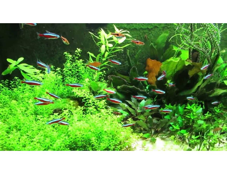 Zierfische Einsteiger Set 1 + Futter GRATIS für Becken 50 - 60 L