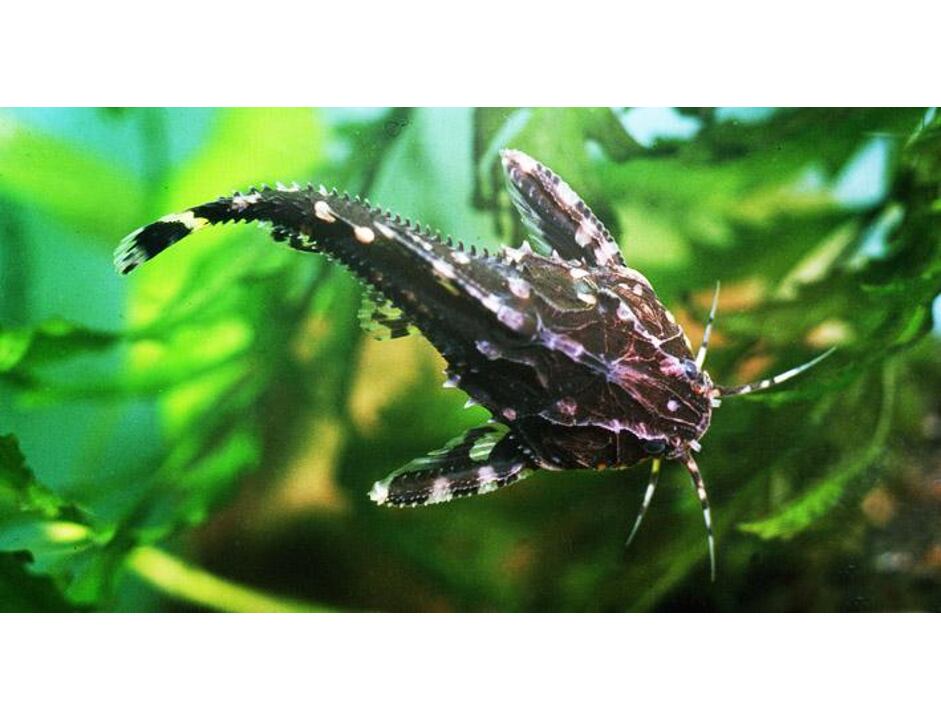 Agamyxis albomaculatus - Kammdornwels 4-5 cm